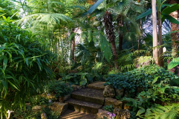 Garden Ideas That Make You Feel Like You’re in a Tropical Paradise