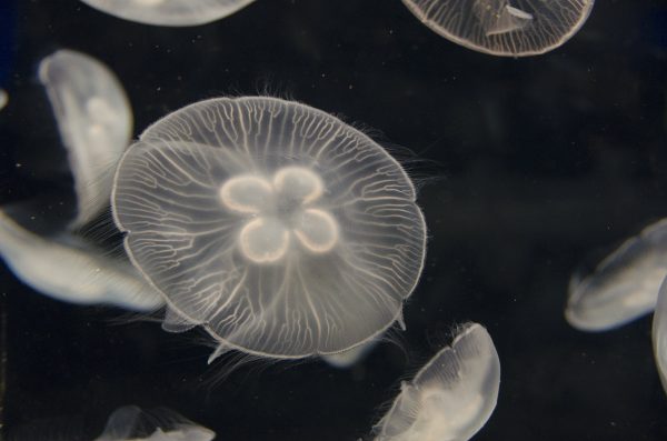 First Aid Treatment for Jellyfish Stings